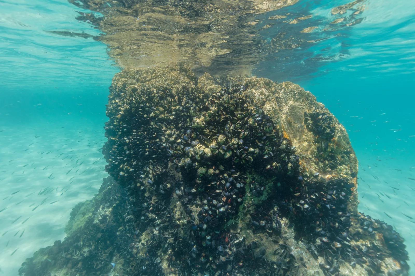 Mitili della specie Mytilus galloprovincialis, la stessa della cozza nera tarantina, attaccati a uno scoglio sott’acqua