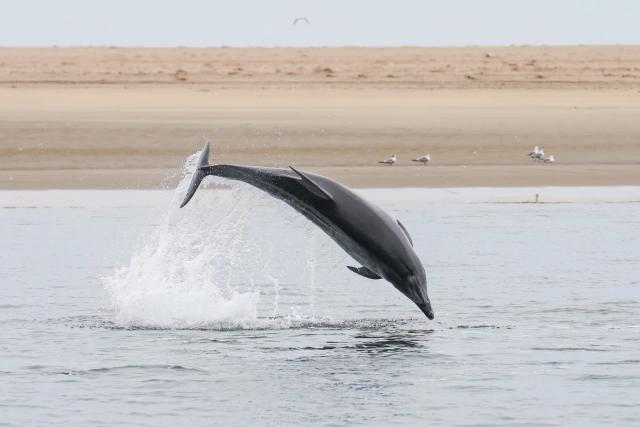 Un delfino tursiope (Tursiops truncatus) in salto fuori dall’acqua